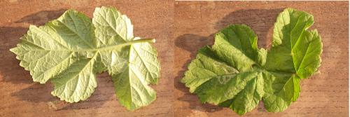 Phytomyza sp.